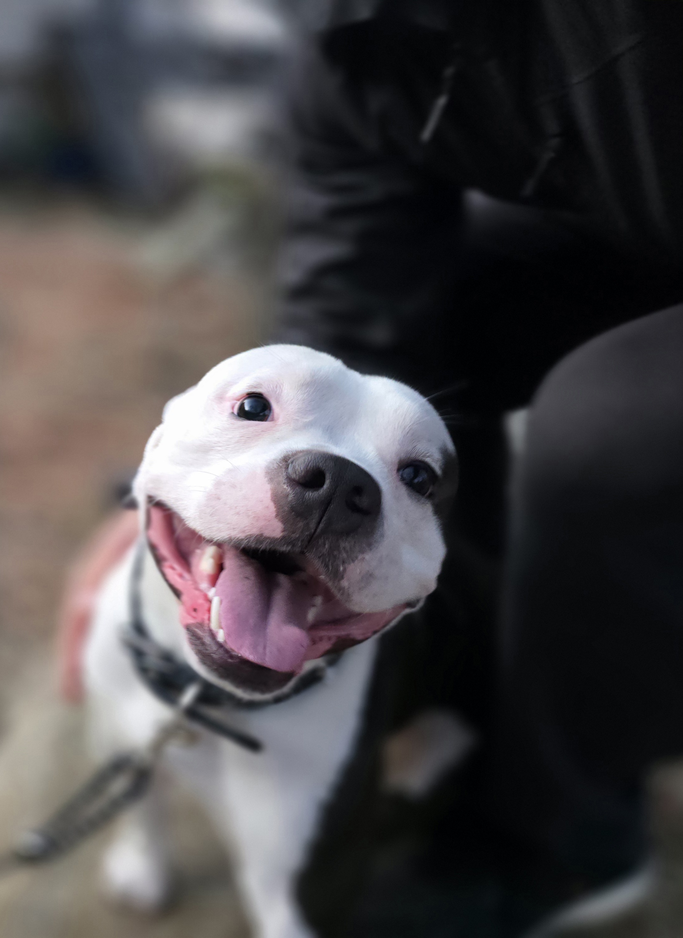 Dog Adventure