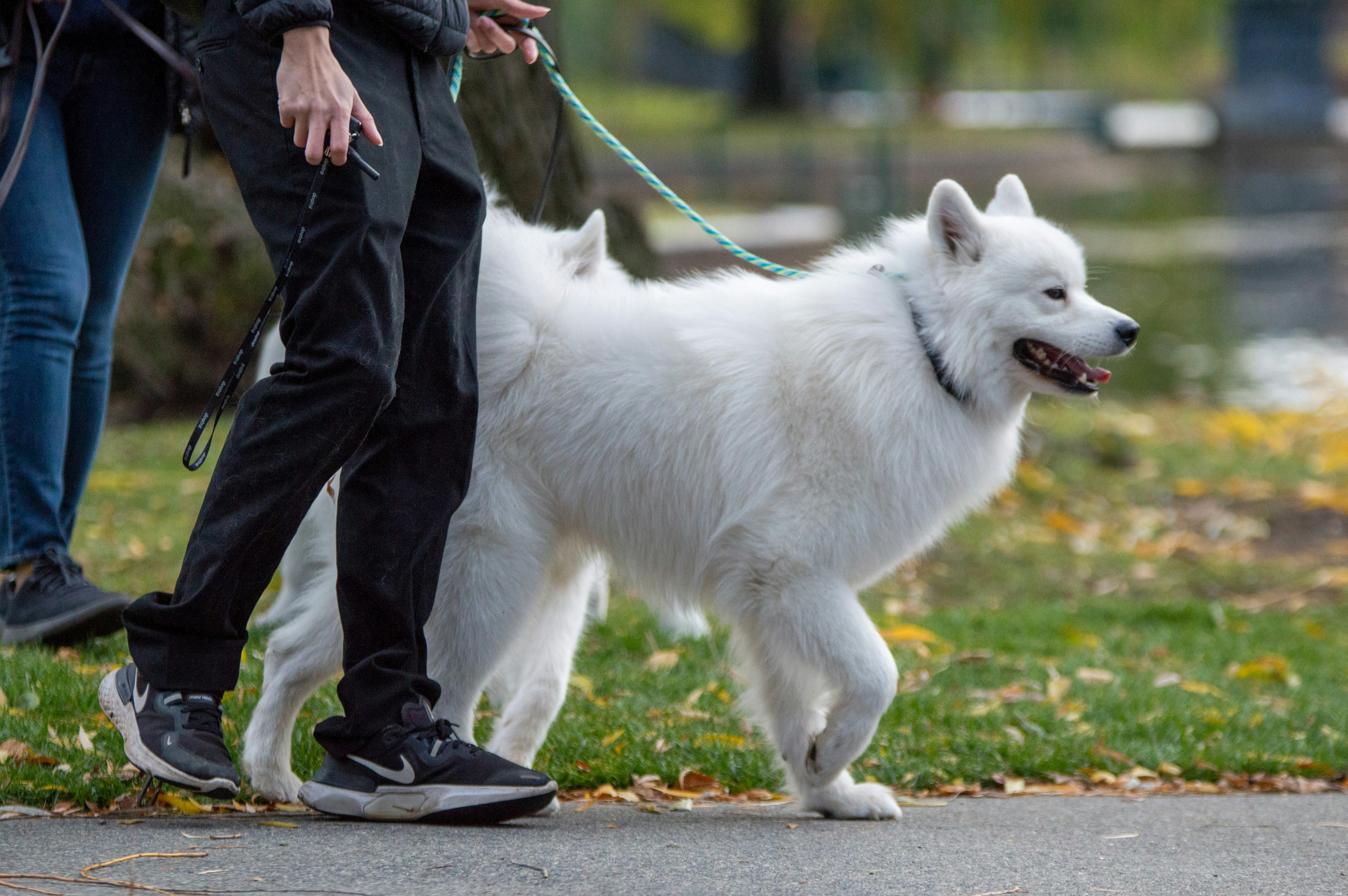 Dog Walking & Pet Sitting